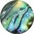 Abalone